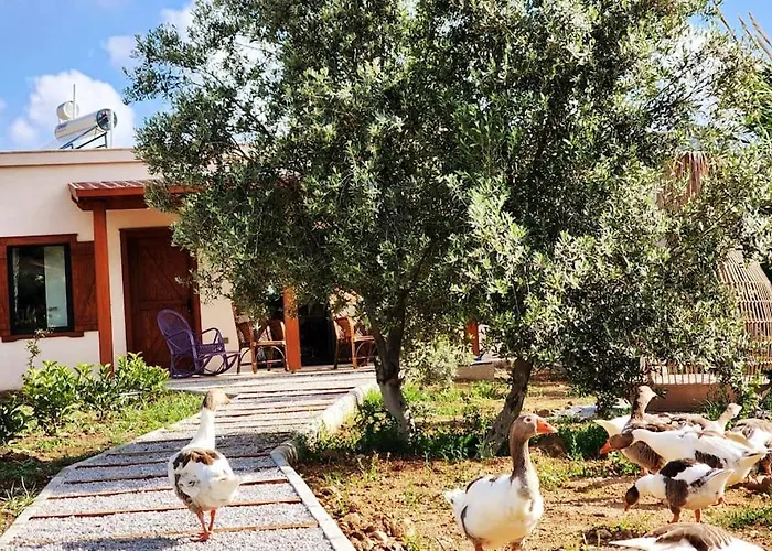 Lux In Nature Ekolia Bodrum